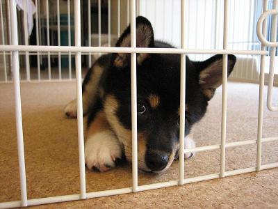 遊んでほしいよん～