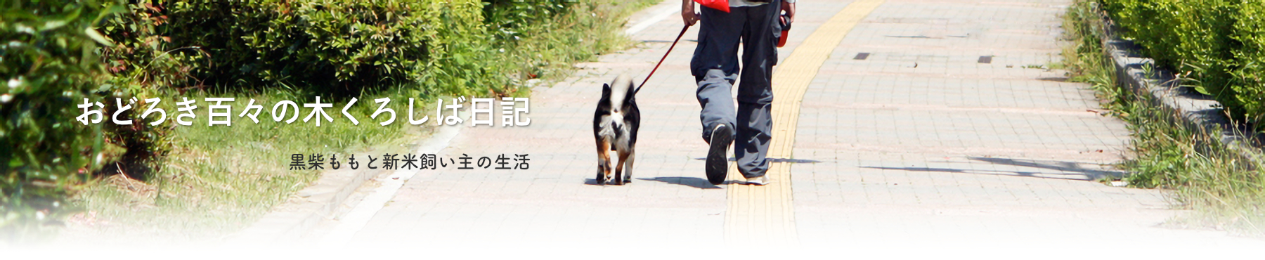 おどろき百々の木黒柴日記